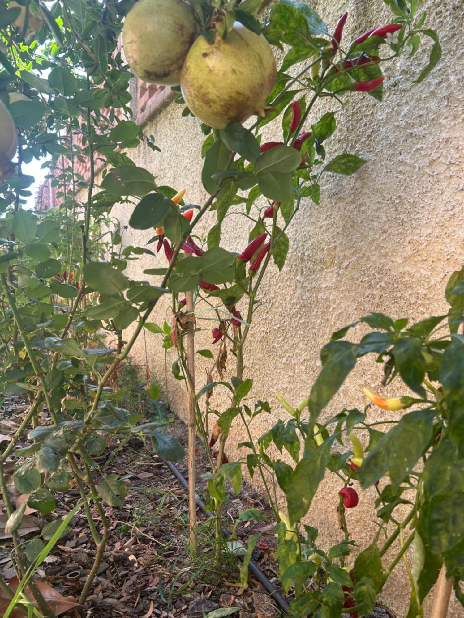 קטנזארו B&B Villa Maria מראה חיצוני תמונה