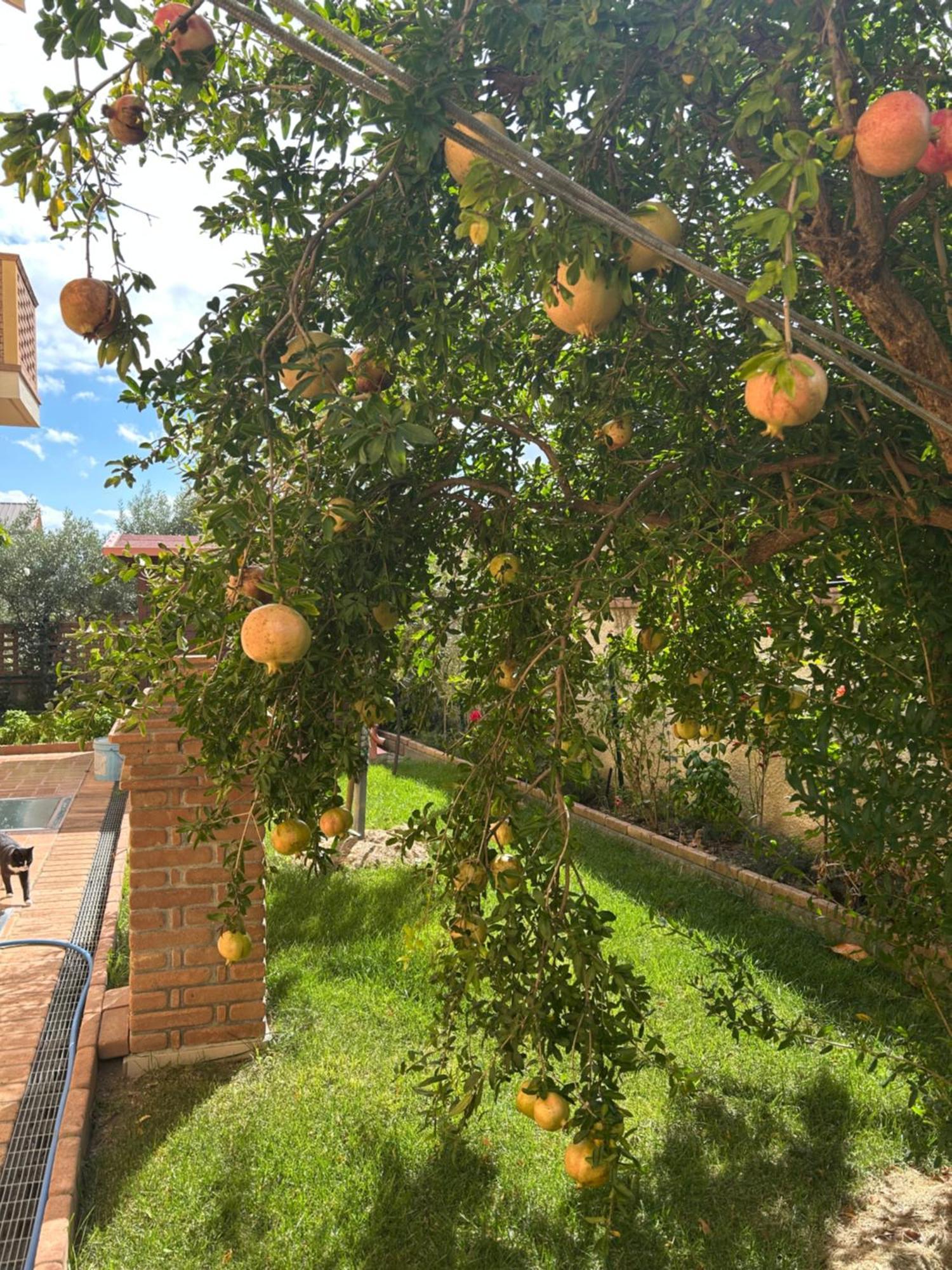 קטנזארו B&B Villa Maria מראה חיצוני תמונה